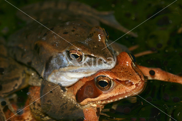 Heikikker (Rana arvalis)