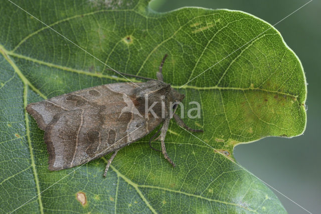 Double Kidney (Ipimorpha retusa)