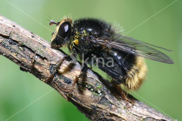 Hommelwoudzwever (Criorhina ranunculi)