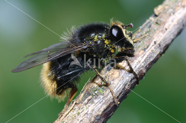 Hommelwoudzwever (Criorhina ranunculi)