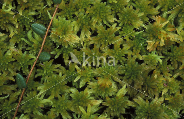 Hoogveenmos (Sphagnum magellanicum)