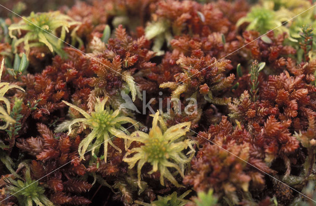 Magellanic Bog-moss (Sphagnum magellanicum)