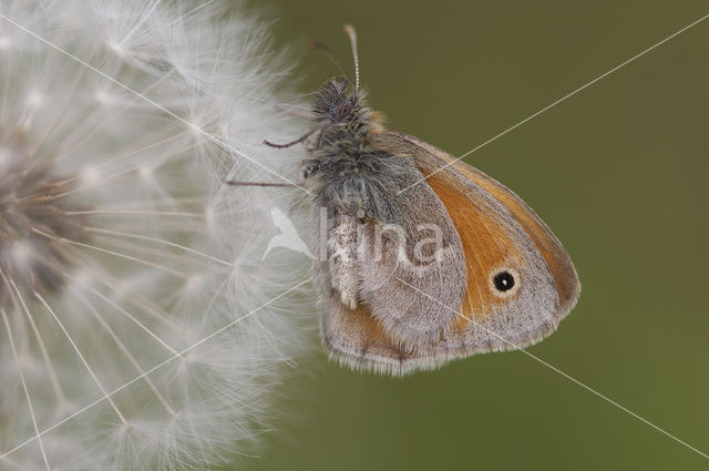 Hooibeestje (Coenonympha pamphilus)