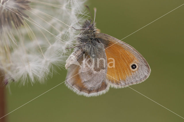 Hooibeestje (Coenonympha pamphilus)