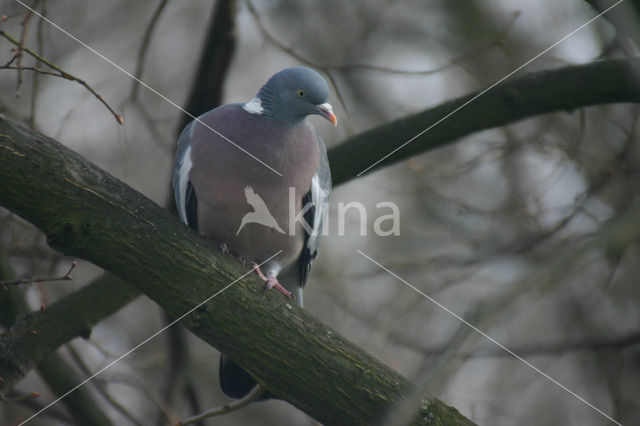 Houtduif (Columba palumbus)