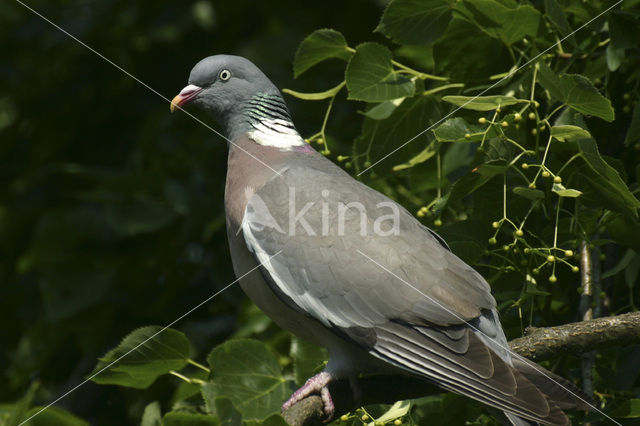 Houtduif (Columba palumbus)