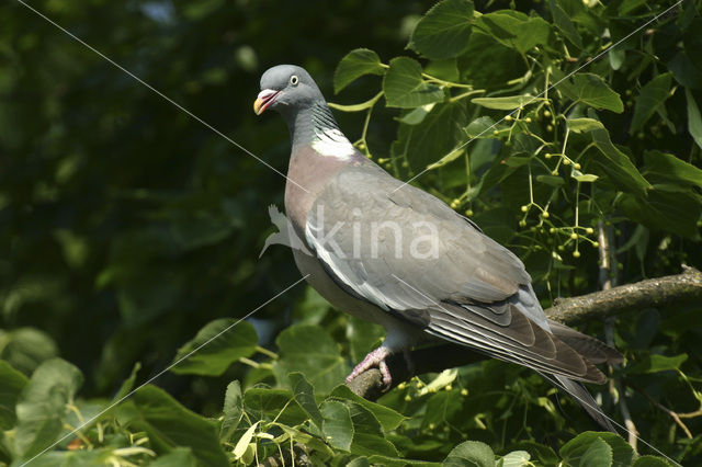 Houtduif (Columba palumbus)