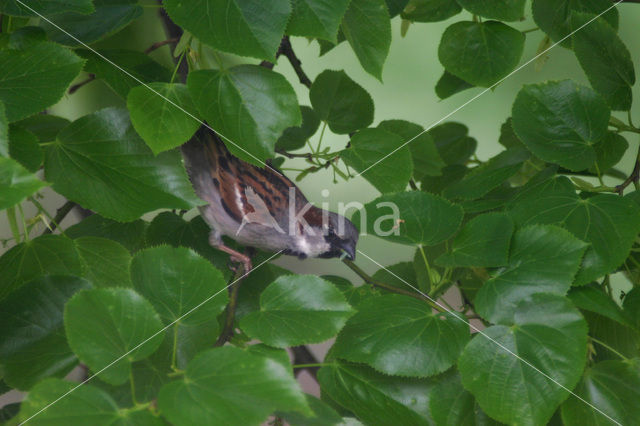 Huismus (Passer domesticus)