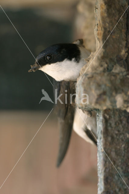 Huiszwaluw (Delichon urbicum)