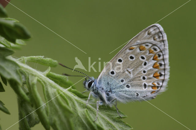 Icarusblauwtje (Polyommatus icarus)