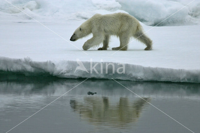 IJsbeer (Ursus maritimus)