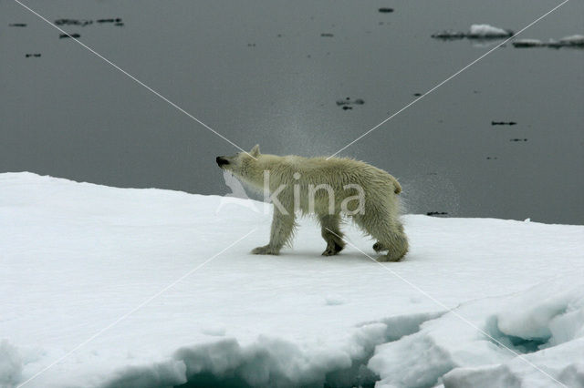 Polar bear (Ursus maritimus)