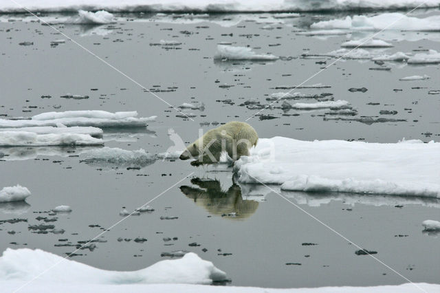 Polar bear (Ursus maritimus)