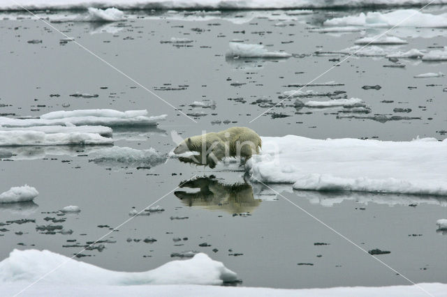 Polar bear (Ursus maritimus)