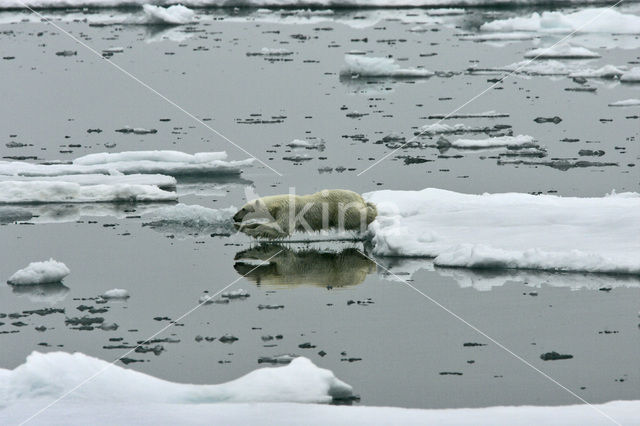 Polar bear (Ursus maritimus)