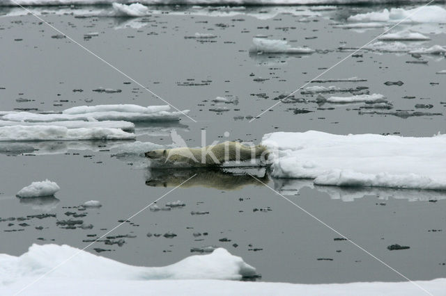 IJsbeer (Ursus maritimus)