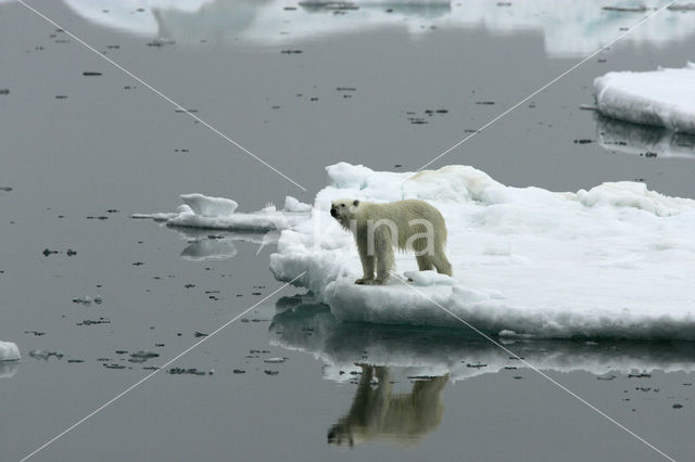 IJsbeer (Ursus maritimus)