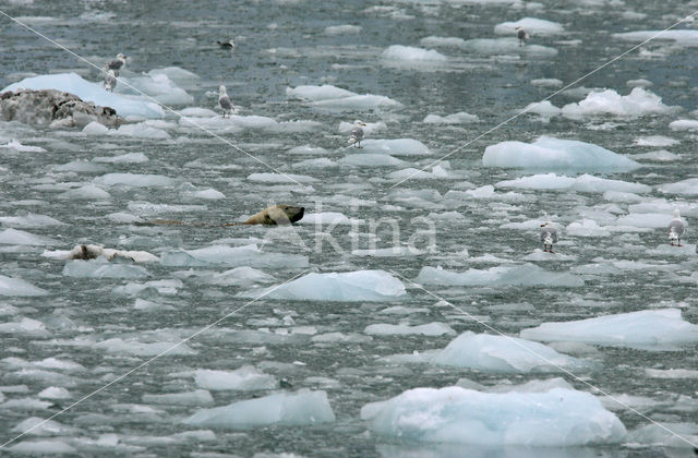 IJsbeer (Ursus maritimus)