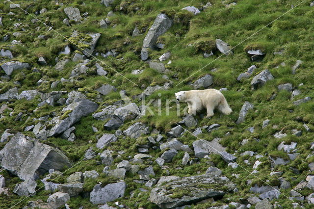 IJsbeer (Ursus maritimus)