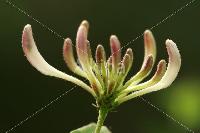 Kamperfoelie (Lonicera)