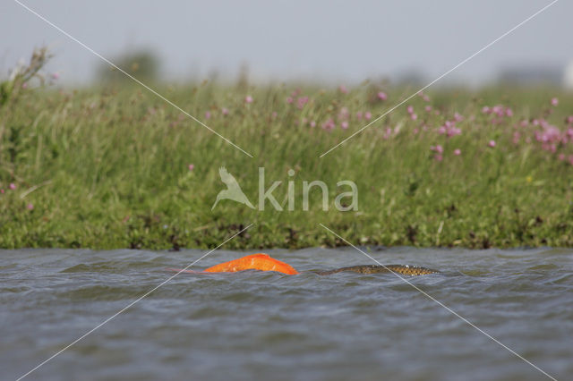 Karper (Cyprinus carpio)