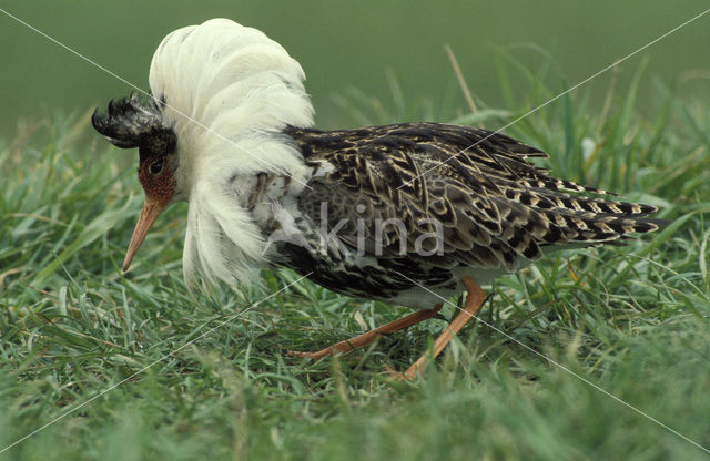 Kemphaan (Philomachus pugnax)