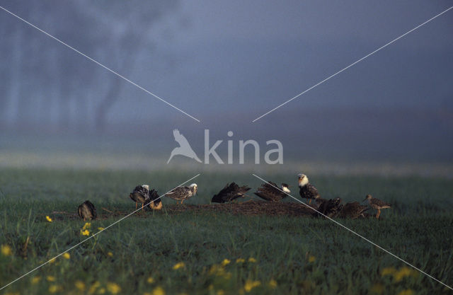 Kemphaan (Philomachus pugnax)