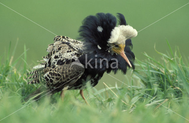 Kemphaan (Philomachus pugnax)