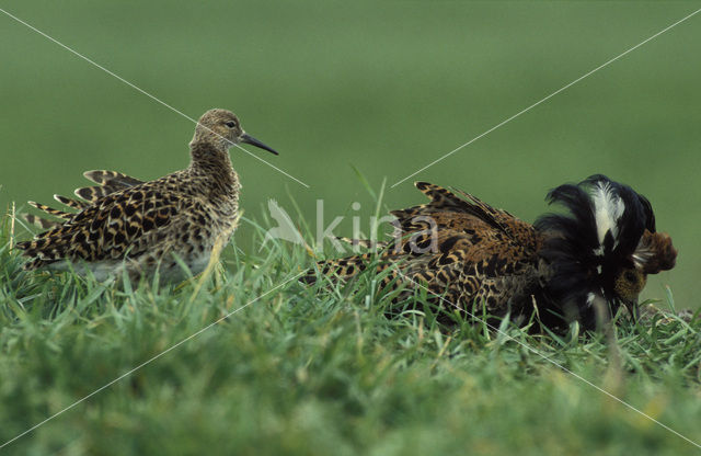 Kemphaan (Philomachus pugnax)