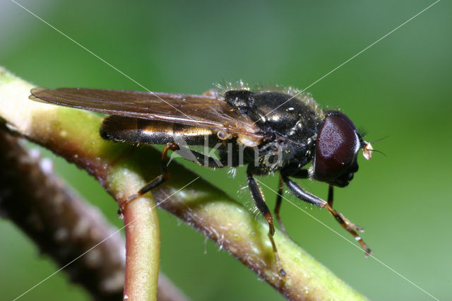 Kervelgitje (Cheilosia pagana)