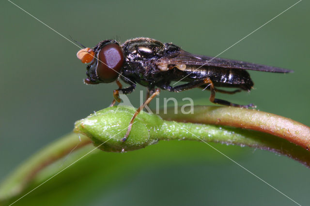 Kervelgitje (Cheilosia pagana)