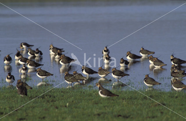 Kievit (Vanellus vanellus)