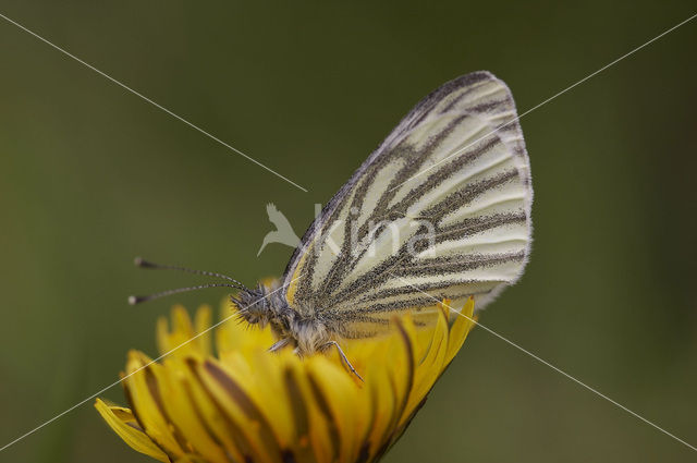 Klein geaderd witje (Pieris napi)