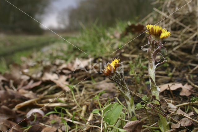 Klein hoefblad (Tussilago farfara)