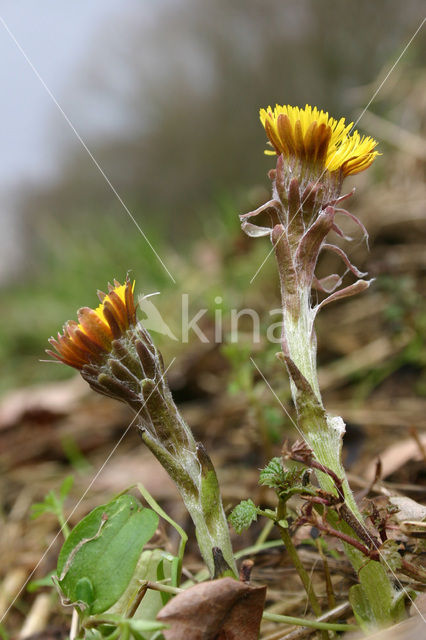 Klein hoefblad (Tussilago farfara)