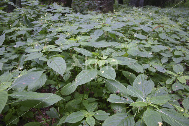 Klein springzaad (Impatiens parviflora)