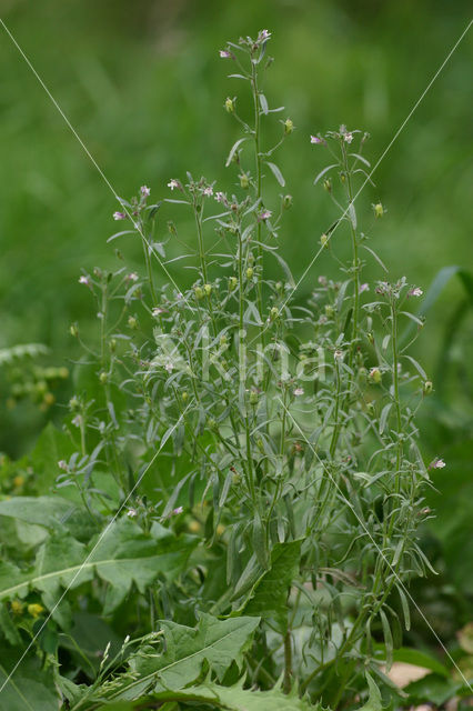 Kleine leeuwenbek (Chaenorhinum minus)