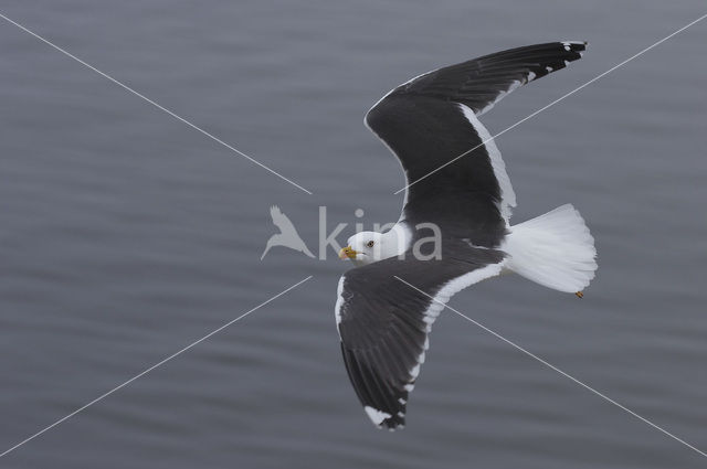 Kleine Mantelmeeuw (Larus fuscus)