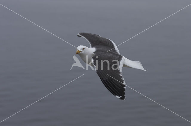 Kleine Mantelmeeuw (Larus fuscus)