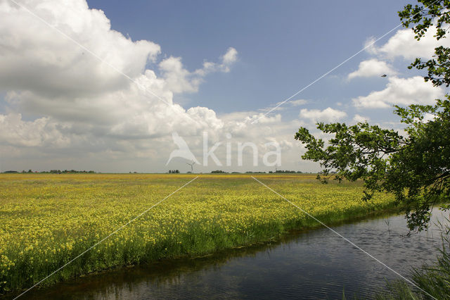 Yellow-rattle (Rhinanthus minor)