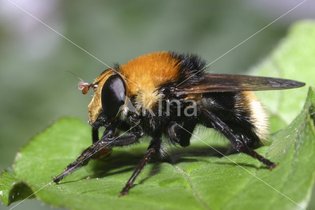 hoverfly (Criorhina berberina)