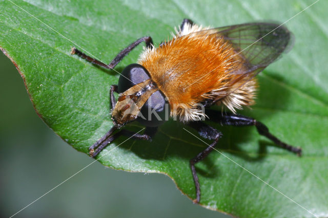 Kleine woudzwever (Criorhina berberina)