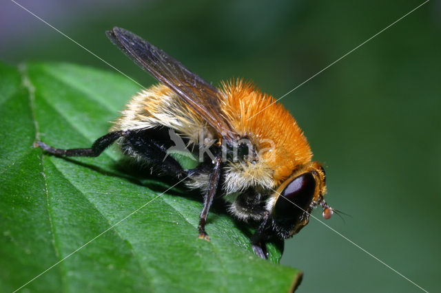 Kleine woudzwever (Criorhina berberina)