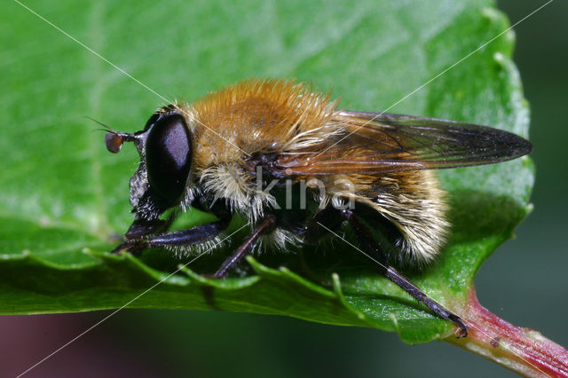 Kleine woudzwever (Criorhina berberina)