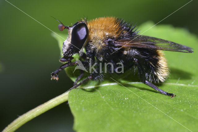 Kleine woudzwever (Criorhina berberina)