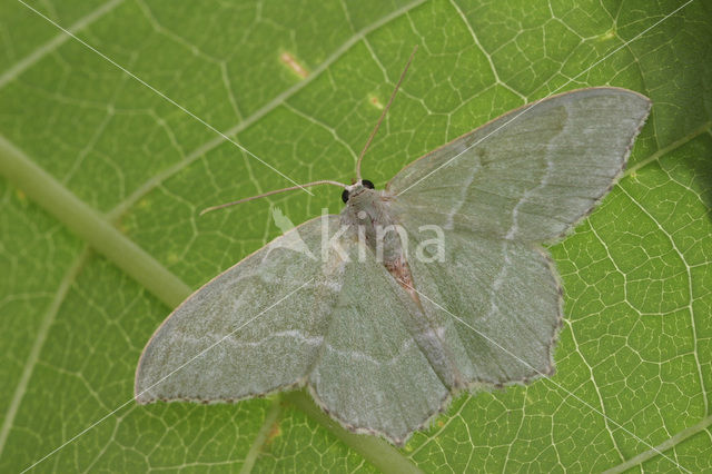 Kleine zomervlinder (Hemithea aestivaria)