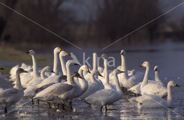 Kleine zwaan (Cygnus bewickii)