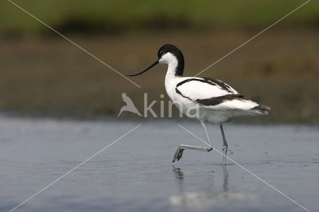 Pied Avocet (Recurvirostra avosetta)