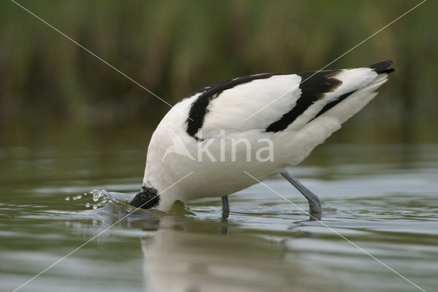 Pied Avocet (Recurvirostra avosetta)