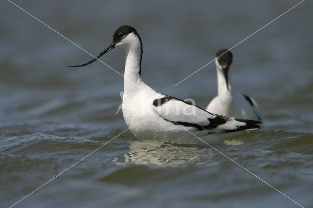 Pied Avocet (Recurvirostra avosetta)